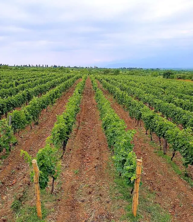 Vineyards at Akhasheni in Kakheti beneath the Greater Caucasus