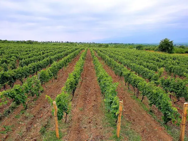 Vineyards at Akhasheni in Kakheti beneath the Greater Caucasus